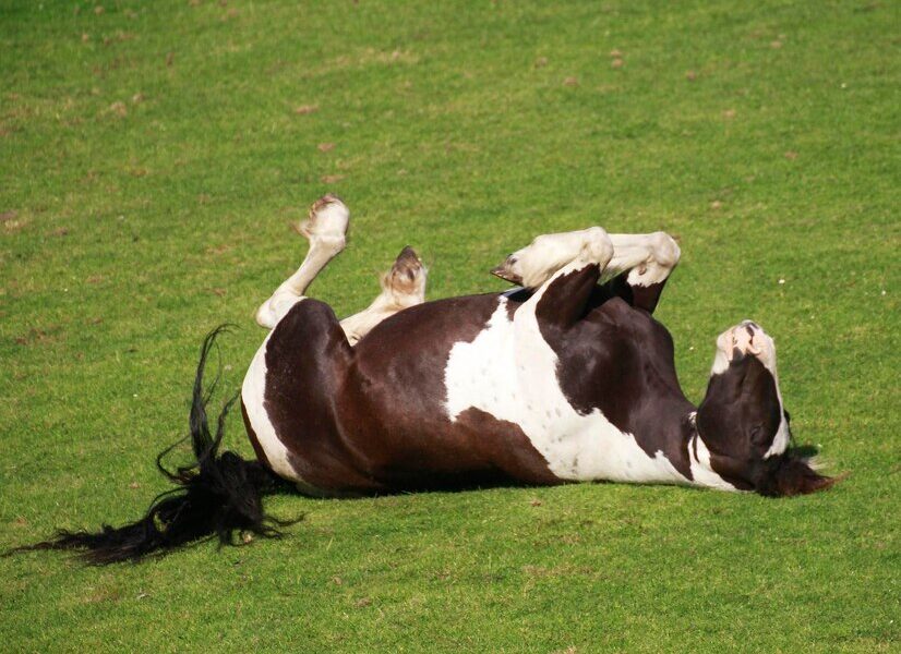 The Day the Cow Befriends the Grass