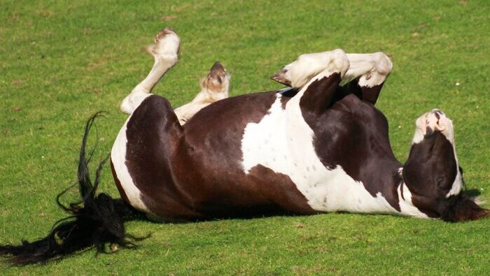 The Day the Cow Befriends the Grass